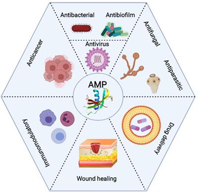 Clinical Applications and Anticancer Effects of Antimicrobial Peptides: From Bench to Bedside